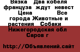  Вязка ! Два кобеля француза ,ждут  невест.. › Цена ­ 11 000 - Все города Животные и растения » Собаки   . Нижегородская обл.,Саров г.